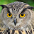 Deaf178 Owl