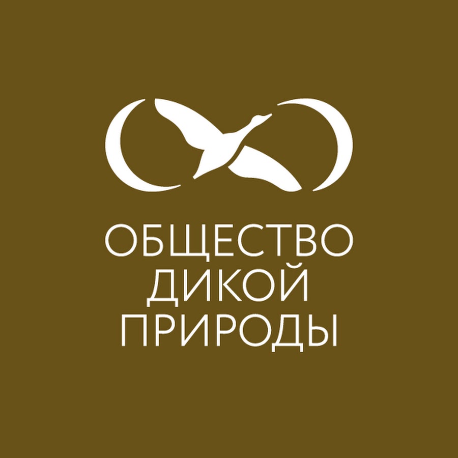 ано социум. ано социум. ано социум. нпф социум. инженер в обществе.