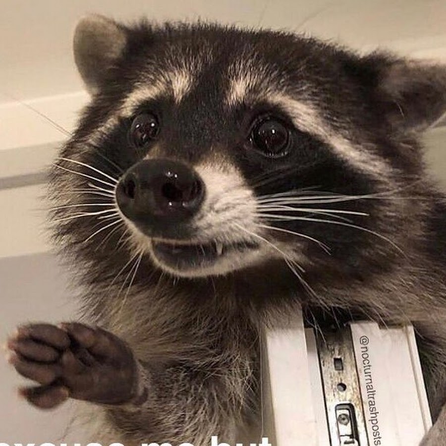 Raccoon and cheese grater. Енот в профиль. Енот наоборот. Енот с магнитофоном Мем. Cheese Grater Raccoon