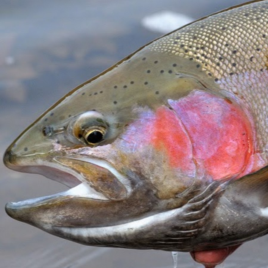 Rainbow fishing. Радужная форель. Радужная форель гибрид. Форель стандарт. Радужная форель с красными пятнами.