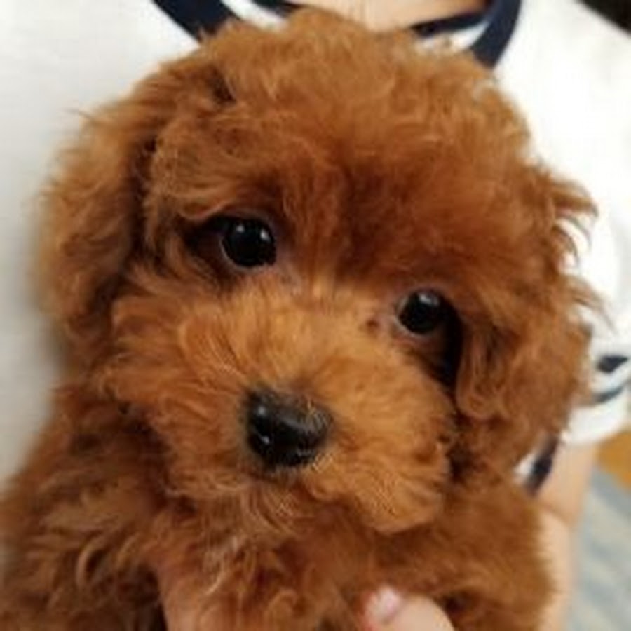 こむぎチャンネル Youtube