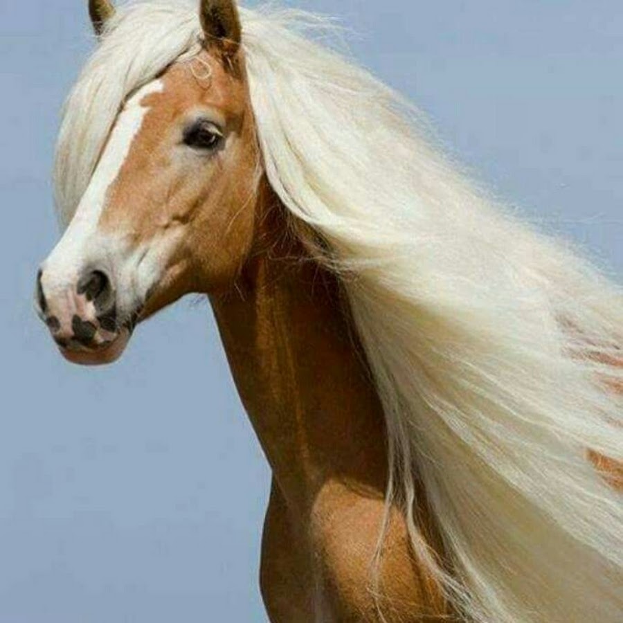 Хафлингер гнедой