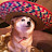 Dog In Sombrero