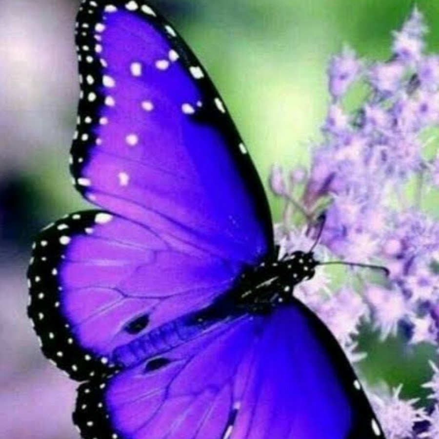 Бабочки фиолетового цвета. Красивые бабочки. Бабочка фиолетовая. Сиреневые бабочки. Красивые бабочки фиолетовые.