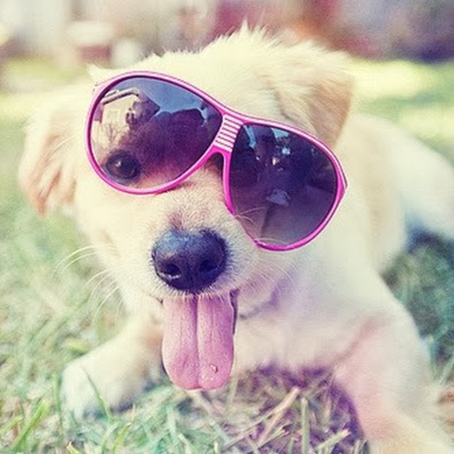 Милые картинки на аву для девочек 10 лет животных