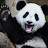 panda man