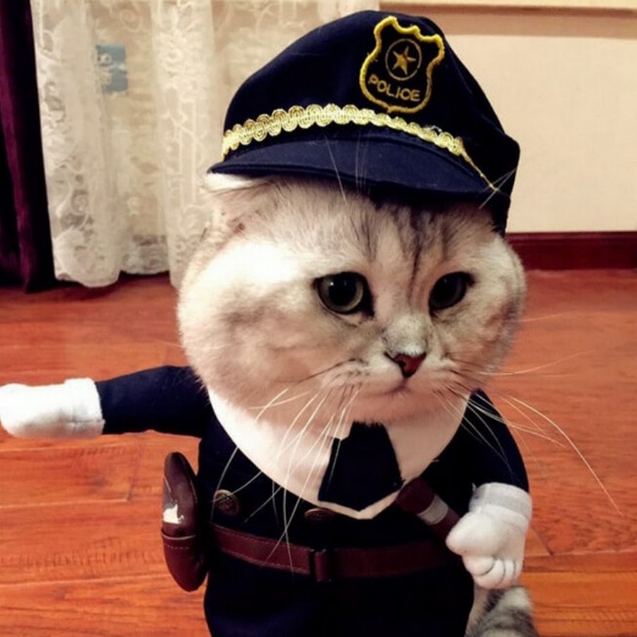 Котик в костюме. Кот в форме. Кот в форме. Кошка в военной форме. Котик в форме.