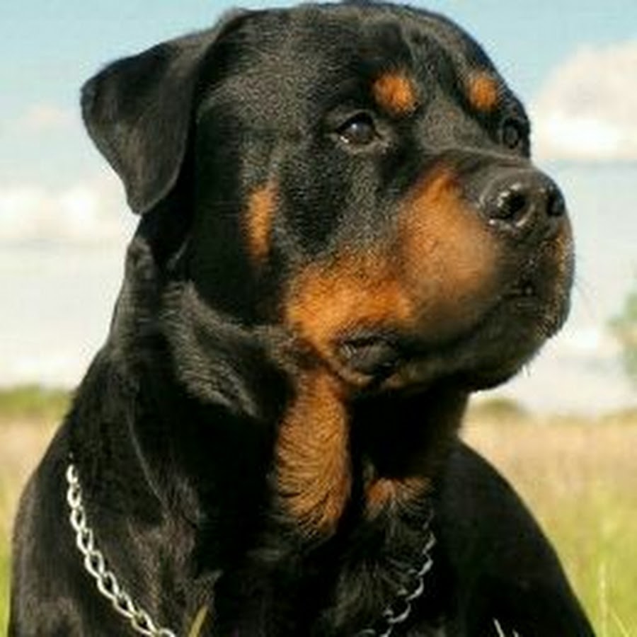 Ротвейлер стандарт