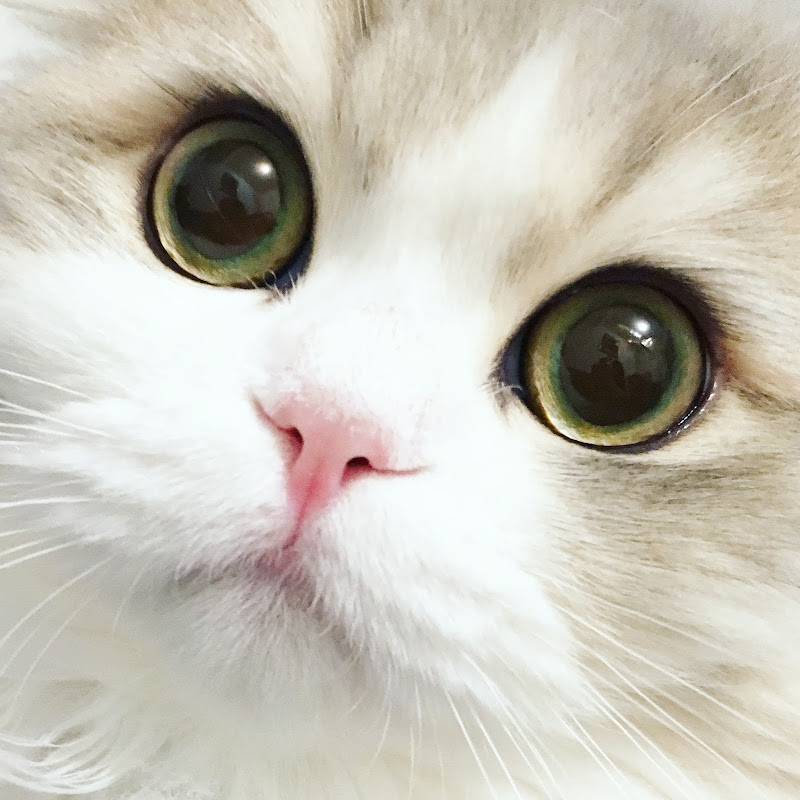 猫の詩丸 / fluffy cat utamaruru