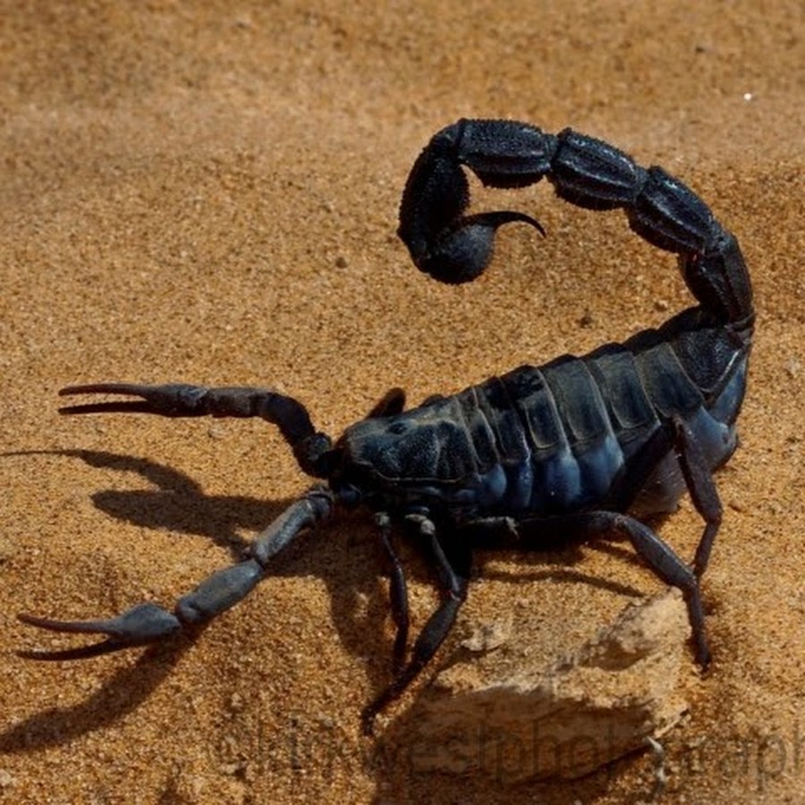 Родственники скорпиона. Черный Королевский Скорпион. Черный Скорпион / Black Scorpion (1995). Скорпионы Пакистана. Темный Скорпион.