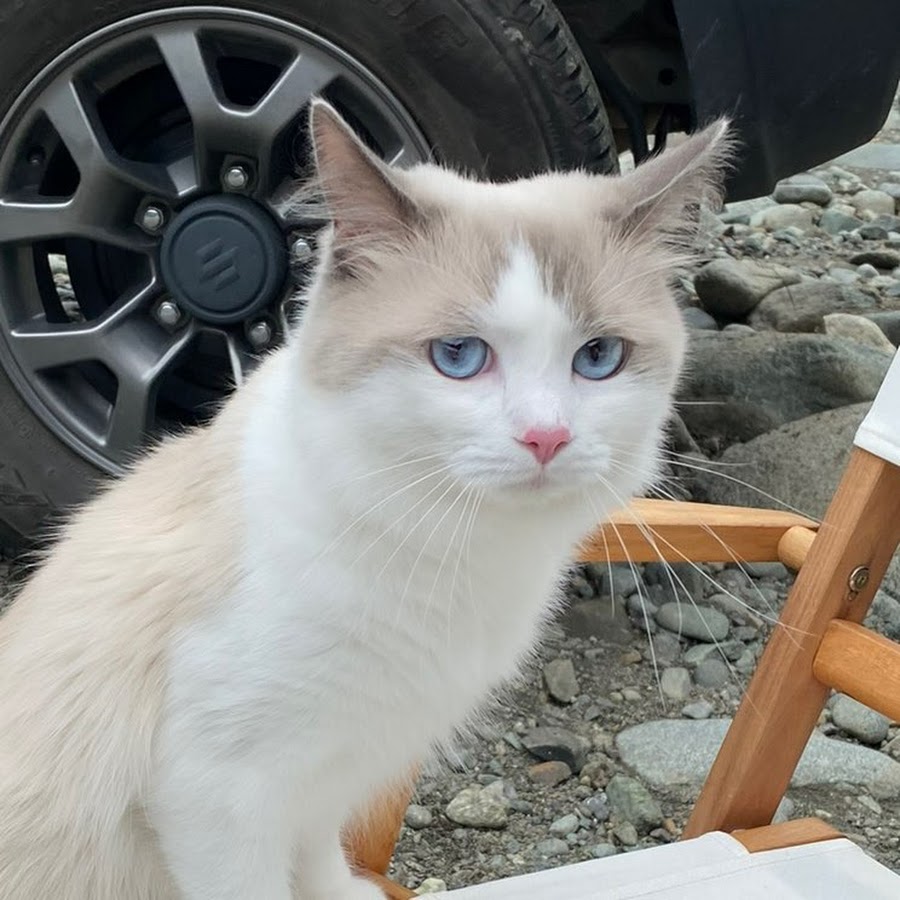 Re: [閒聊] 看過最傻眼的測評影片