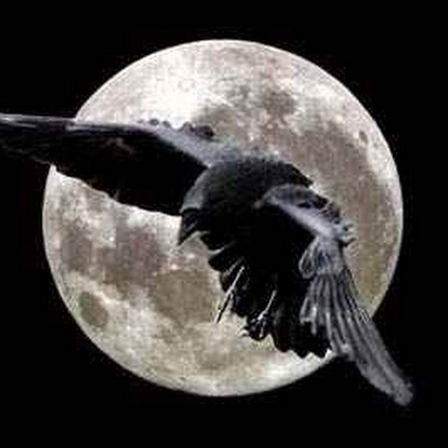 линдси кустуш птицы. ворон цыганова. вороны в живописи. ворон цыганова. ворон цыганова.