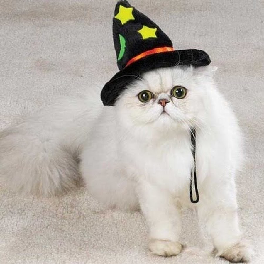 Смешные котики в шляпках