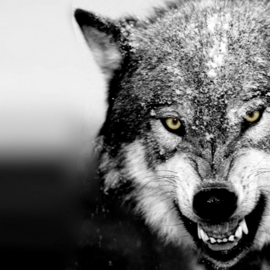 Сонник нападающий волк. Оскал волка. Оскал волка картина. Волк в ярости. Волк злость.