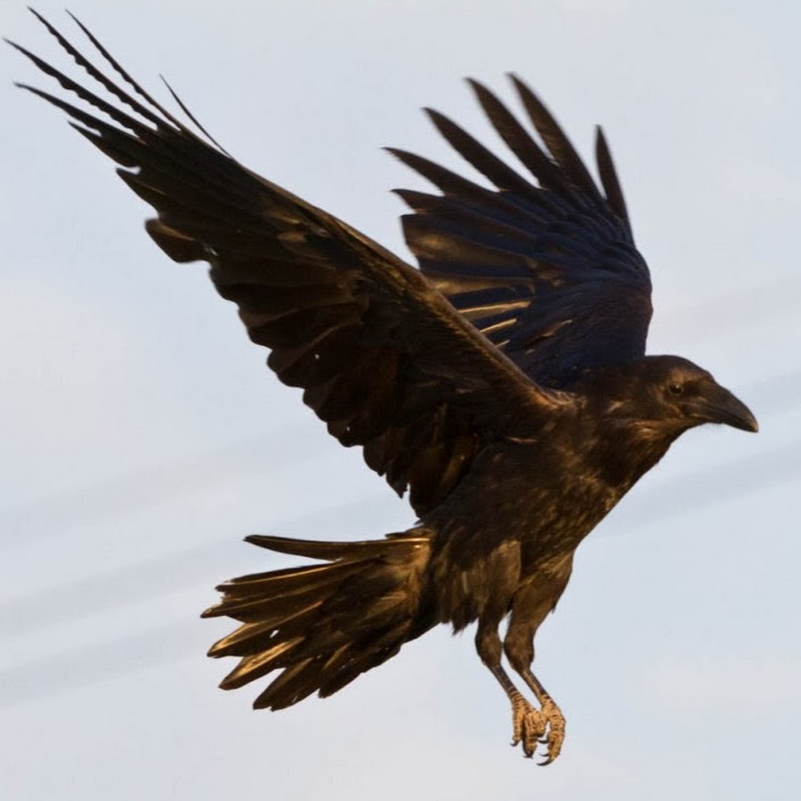 ворон в полете. ворона взлетает. взлетающий ворон. ворона в полете. ворона взлетает.