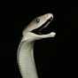 Nick Evans - Snake Rescuer YouTube Profile Photo