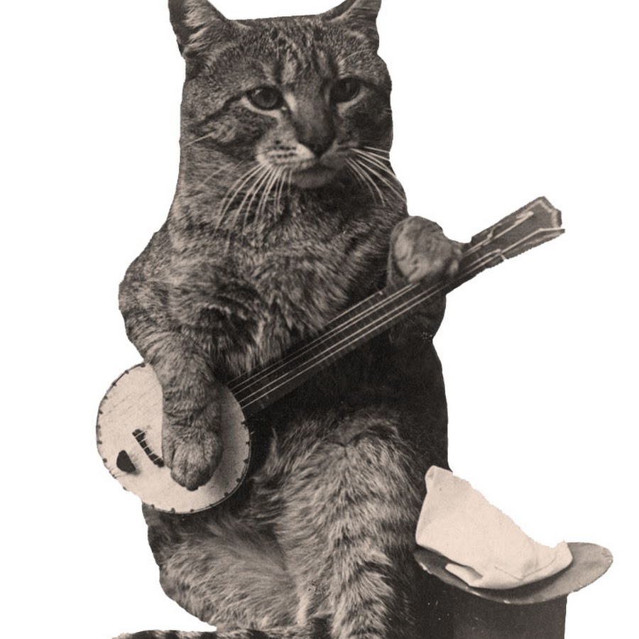Кота музыкальные инструменты. Кошки с музыкальными инструментами. Кот с балалайкой. Кот с музыкальным инструментом. Кот с банджо.