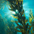 actual physical kelp