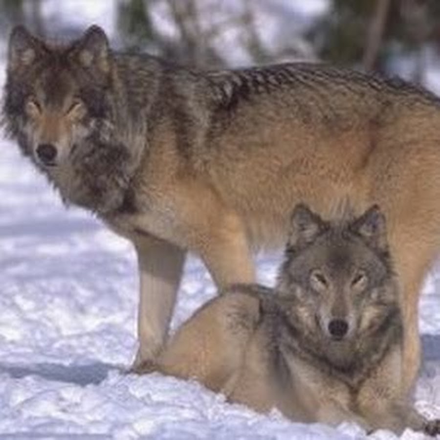 Ые волки
