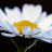 Francis Peeters Avatar