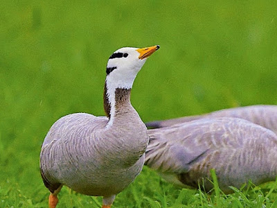 最高のコレクション 小島 ���メラマン 307820-小島 カメ���マン