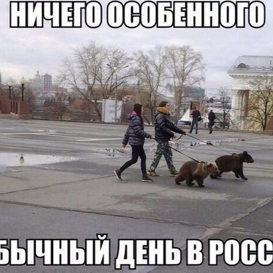 Медведи на улицах России
