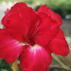 Thumbnail of related channel