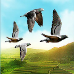 Pigeonmania Avatar