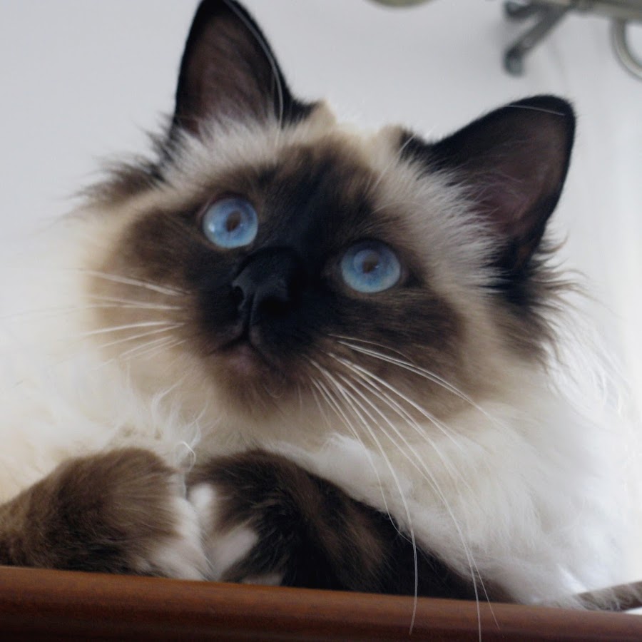 Telemaque Nathalie Elevage De Chiens Et Chats De Race Youtube