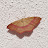 SH_40 Avatar