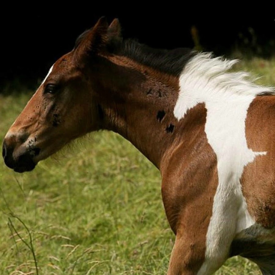 Horse born. Что дает лошадь. Лошадка дала. Лошадка ночью фото.
