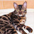 Бенгальский кот Шонн