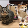 What could Shiba inu&Cat Channel柴犬ハナ&猫クロ buy with $100 thousand?