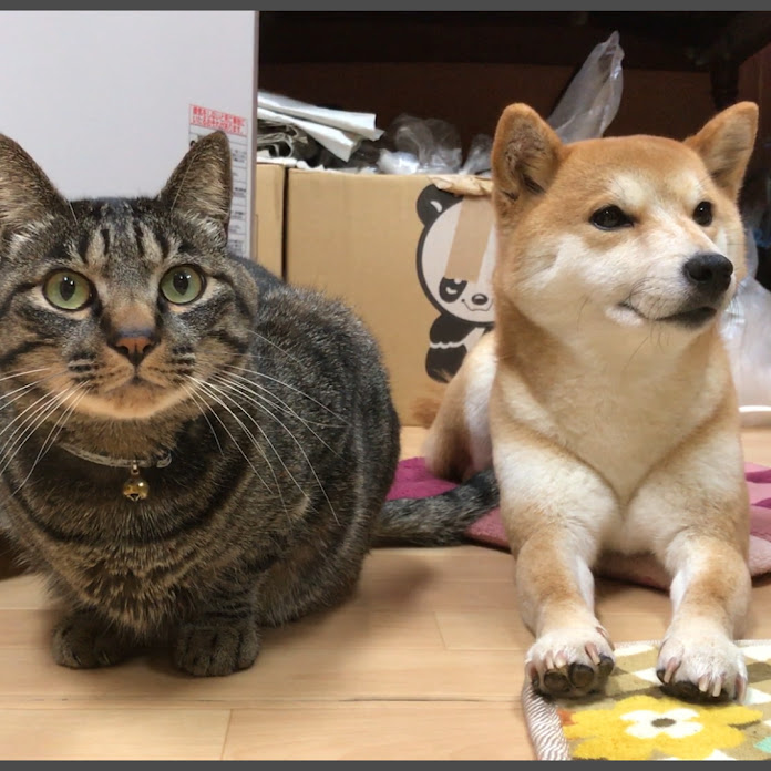 Shiba inu&Cat Channel柴犬ハナ&猫クロ Net Worth & Earnings (2024)