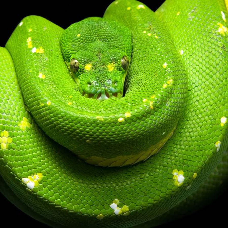 Мир про змей. Змеи. Красивые змеи. Самые красивые змеи. Самая красивая змея.