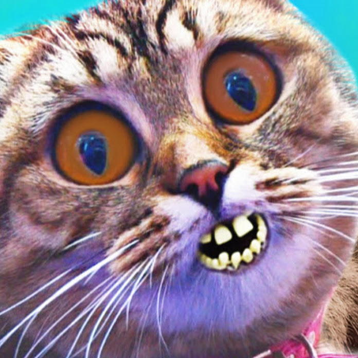 Cat vs Kati Net Worth & Earnings (2026)