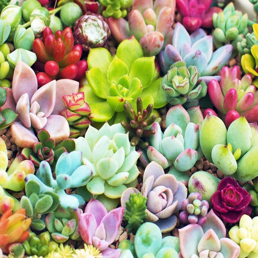 多肉ちゃん Agenciajkr Com Br