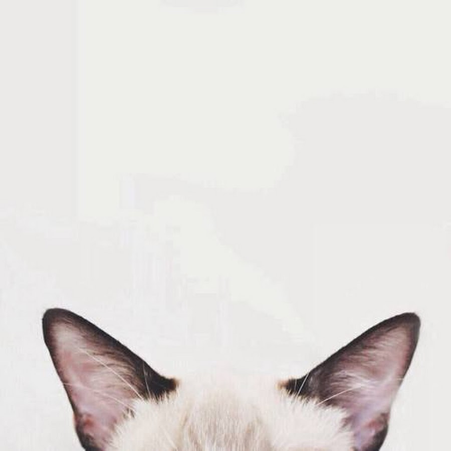 Котик Мур Мур