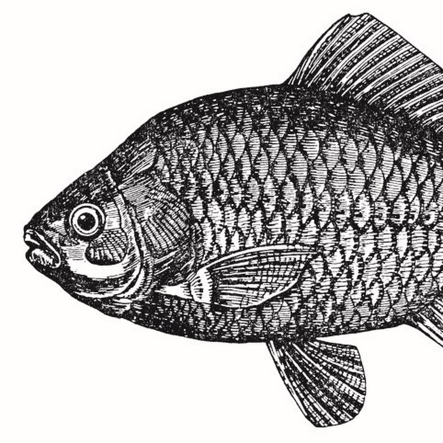 Как нарисовать карася легко и просто