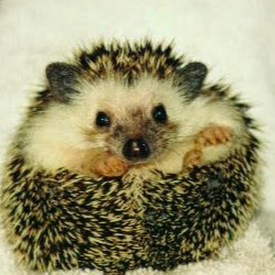 Картинки привет ежик привет