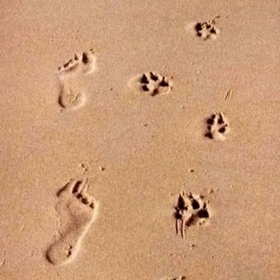 На их след и уже. Гипсовый слепок обуви криминалистика. На их след и уже. Дорожка следов обуви фотоснимок. Поверхностные следы.