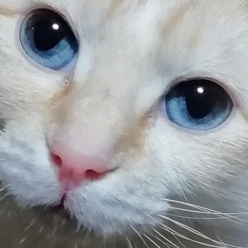 青い瞳の猫ー心太