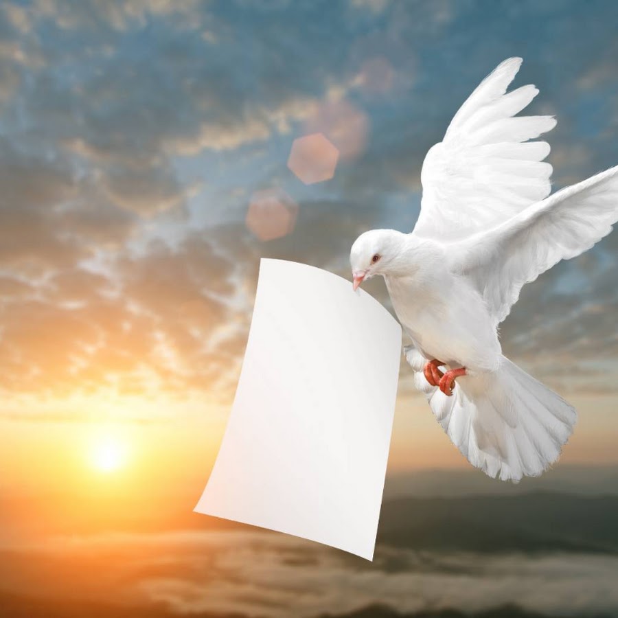 белый голубь. песня белыми голубями письмо. голубь с письмом в клюве. голубь почтальон. голубь мира стих.