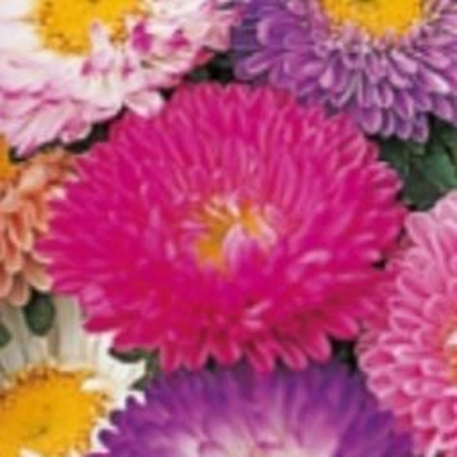 みっちゃん家庭菜園 Youtube