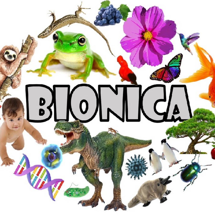 bionica ocala