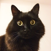 しゃべるねこ しおちゃん