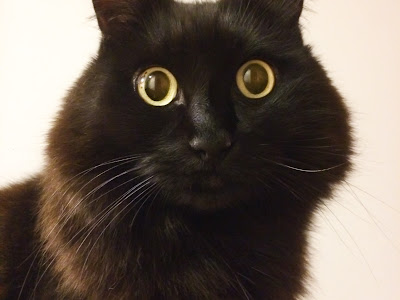 画像 しん コロ さん 961634-���んコロさん