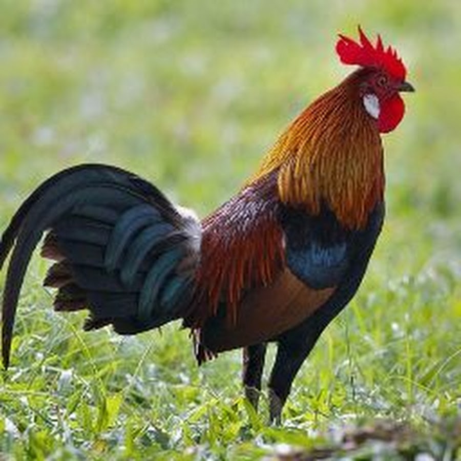 Петух на море