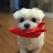 S.I Jeong