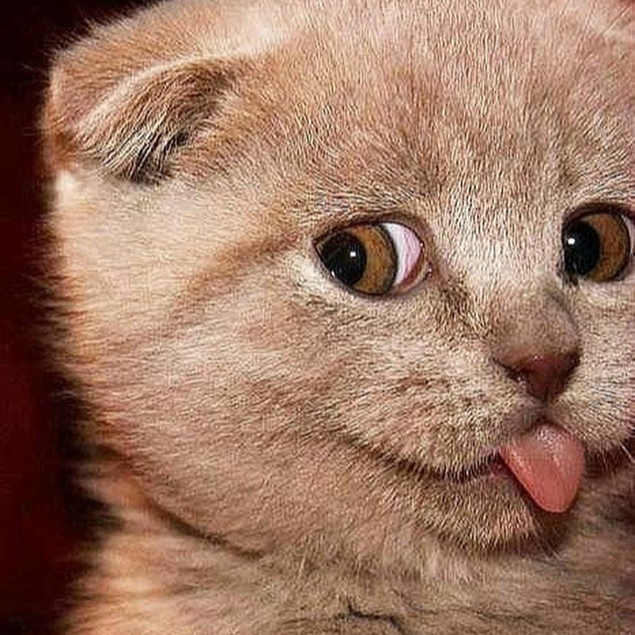Хитрый котенок